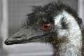 Emeu (Dromaius novaehollandiae) (c) Puget Passion