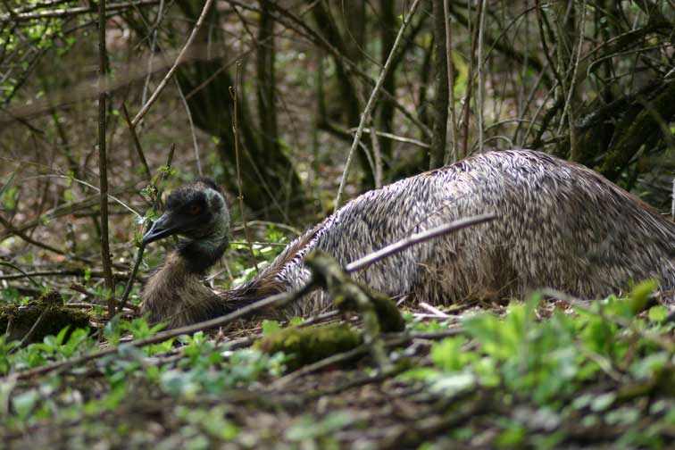 Emeu (Dromaius novaehollandiae) (c) Puget Passion