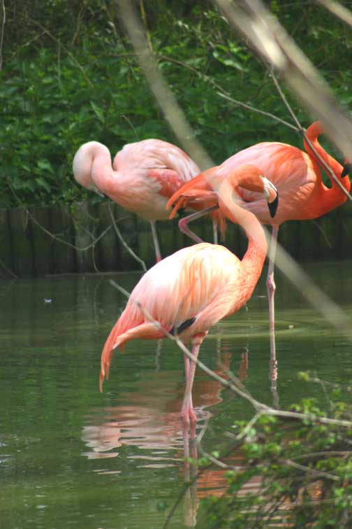 Flamants (c) Puget Passion