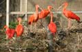Ibis rouge (c) Puget Passion
