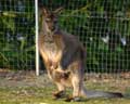 Kangourou Wallaby (c) Puget Passion