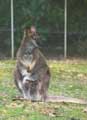 Kangourou Wallaby (c) Puget Passion
