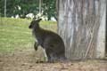 Kangourou Wallaby (c) Puget Passion