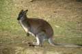 Kangourou Wallaby (c) Puget Passion