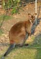 Kangourou Wallaby (c) Puget Passion