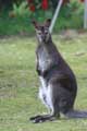 Kangourou Wallaby (c) Puget Passion