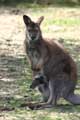 Kangourou Wallaby (c) Puget Passion