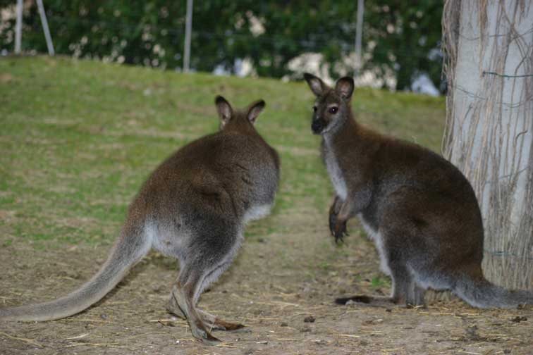 Kangourou Wallaby (c) Puget Passion