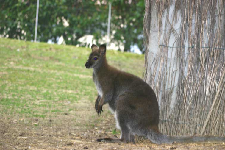 Kangourou Wallaby (c) Puget Passion