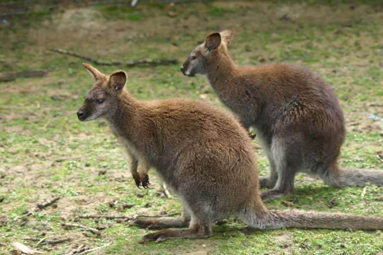 Kangourou Wallaby (c) Puget Passion