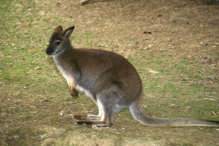 Kangourou Wallaby (c) Puget Passion