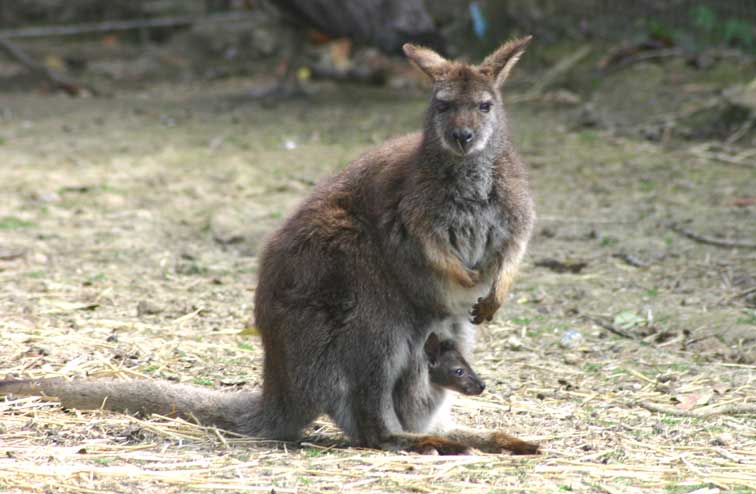 Kangourou Wallaby (c) Puget Passion