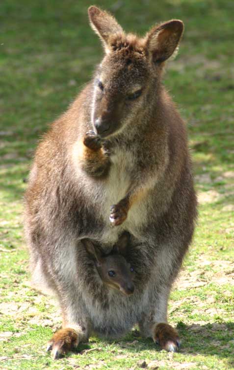 Kangourou Wallaby (c) Puget Passion