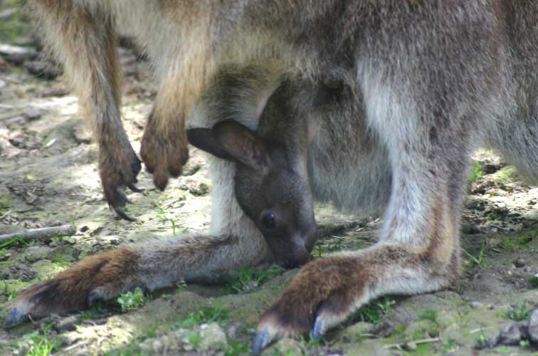 Kangourou Wallaby (c) Puget Passion