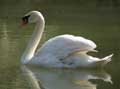 Cygne tubercul (cignus olor) (c) Puget Passion