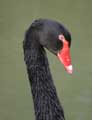 Cygne noir (Cygnus atratus) (c) Puget Passion