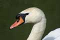 Cygne tubercul (cignus olor) (c) Puget Passion