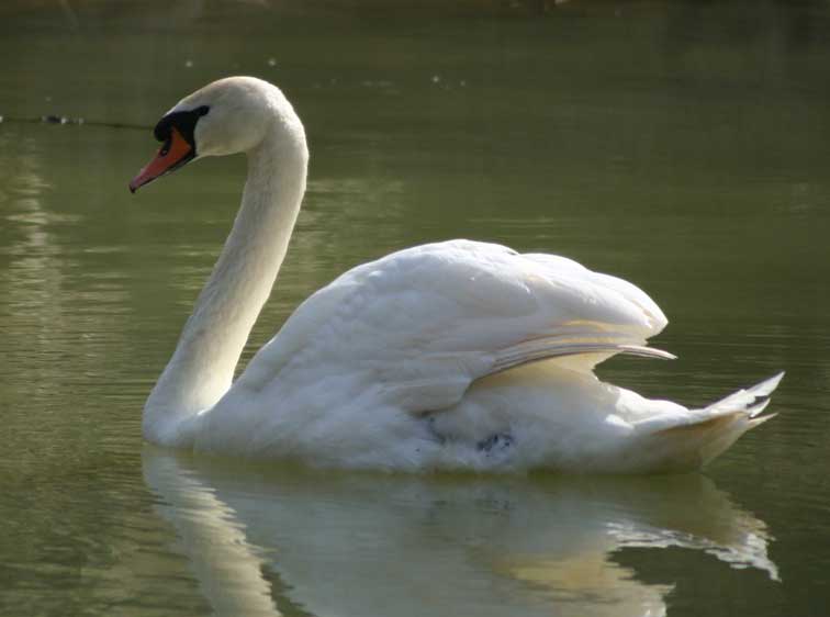 Cygne tubercul (cignus olor) (c) Puget Passion