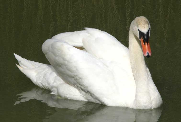 Cygne tuberculé (cignus olor) (c) Puget Passion