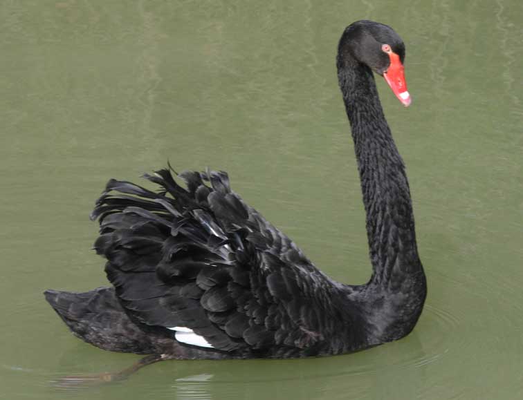 Cygne noir (cygnus atratus) (c) Puget Passion