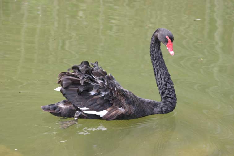 Cygne noir (cygnus atratus) (c) Puget Passion