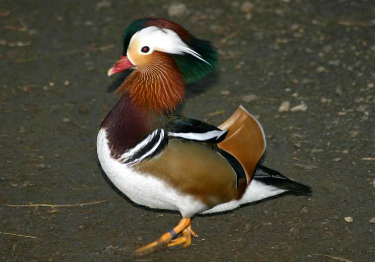 Canard Mandarin (c) Puget Passion