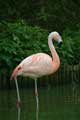 Flamant rose- Copyright Puget-Passion