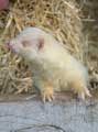 Furet - Copyright Puget-Passion