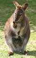 Kangourou Wallaby (c) Puget Passion