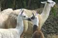 Lamas - Copyright Puget-Passion