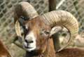 Mouflon- Copyright Puget-Passion