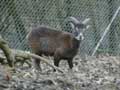 Mouflon Corse (c) www.puget-passion.fr