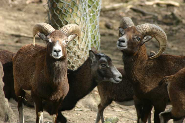 Mouflon Corse (c) www.puget-passion.fr