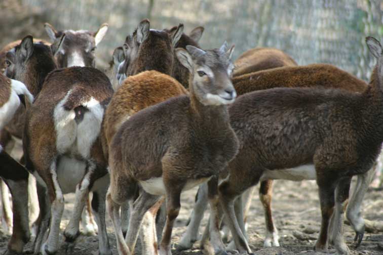 Mouflon Corse (c) www.puget-passion.fr