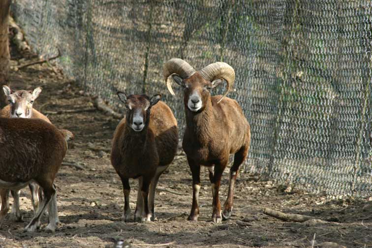 Mouflon Corse (c) www.puget-passion.fr