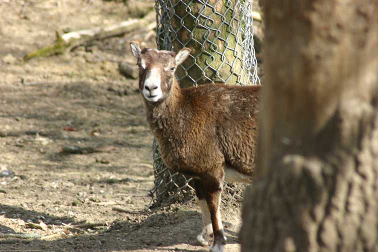 Mouflon Corse (c) www.puget-passion.fr