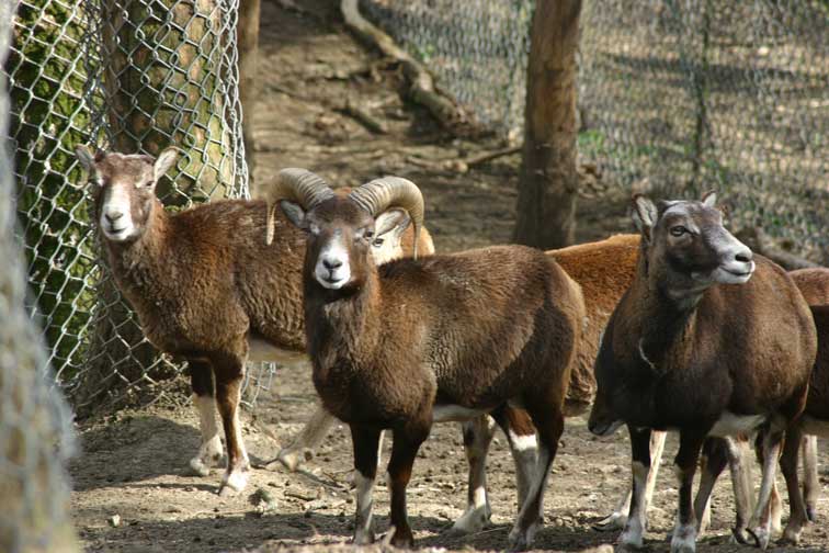 Mouflon Corse (c) www.puget-passion.fr