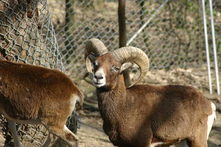 Mouflon Corse (c) www.puget-passion.fr