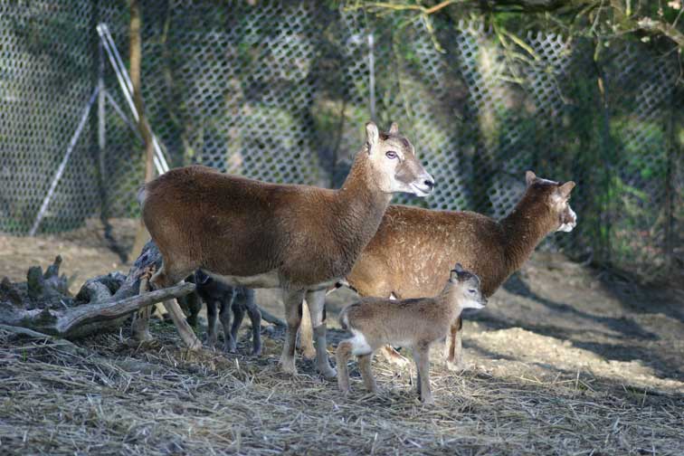 Mouflon Corse (c) www.puget-passion.fr