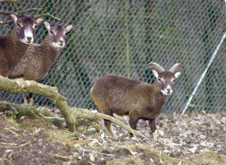 Mouflon Corse (c) www.puget-passion.fr