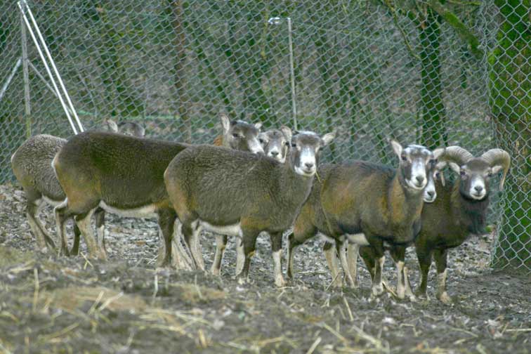 Mouflon Corse (c) www.puget-passion.fr