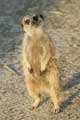 Suricate - Copyright Puget-Passion