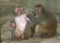Macaques - Copyright Puget-Passion