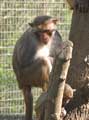 Macaque rhésus (c) Puget Passion