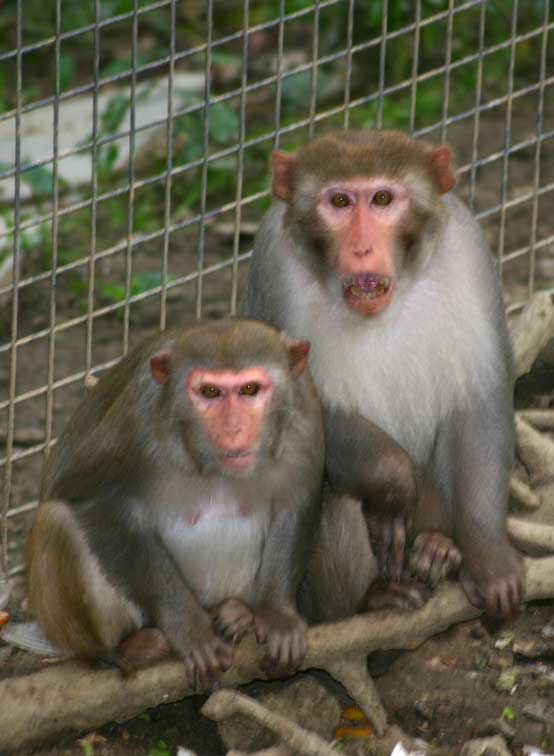 Macaque rhsus (c) Puget Passion