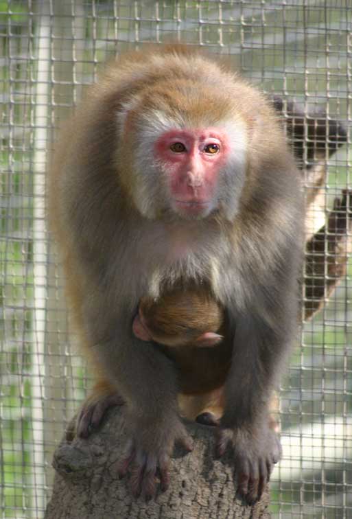 Macaque rhsus (c) Puget Passion