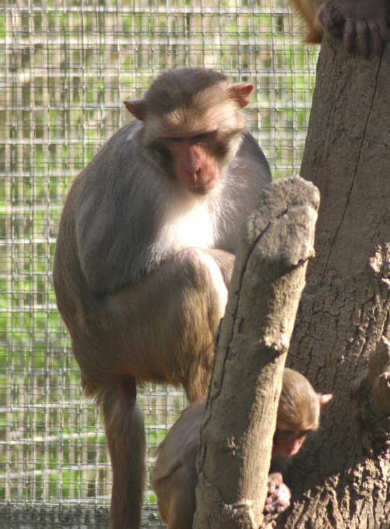 Macaque rhsus (c) Puget Passion