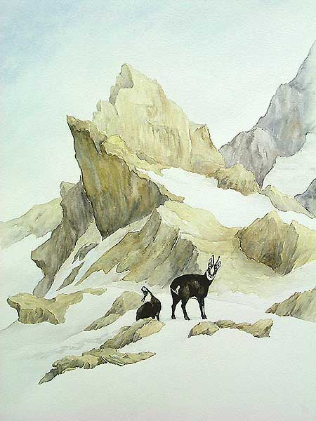 'Chamois en fin d'hiver' (c) Walter Arlaud