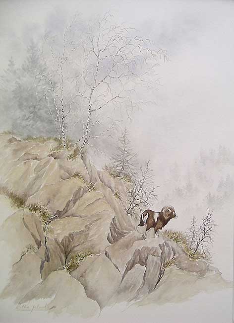 'Le mouflon' (c) Walter Arlaud